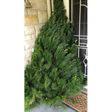 Christmas Tree 5-6' + Delivery