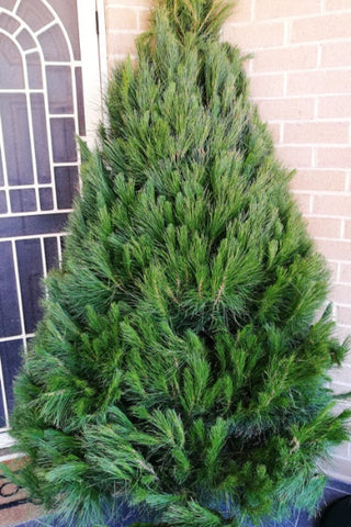 Christmas Tree 6-7' + Delivery