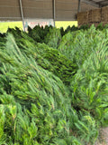 Christmas Tree 5-6' Pickup