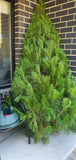 Christmas Tree 5-6' + Delivery