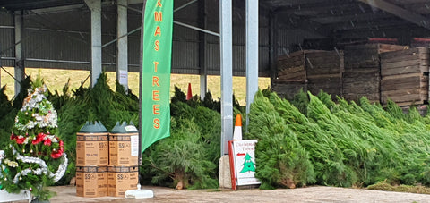 Christmas Tree 5-6' Pickup