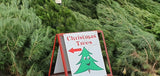 Christmas Tree 6-7' Pickup