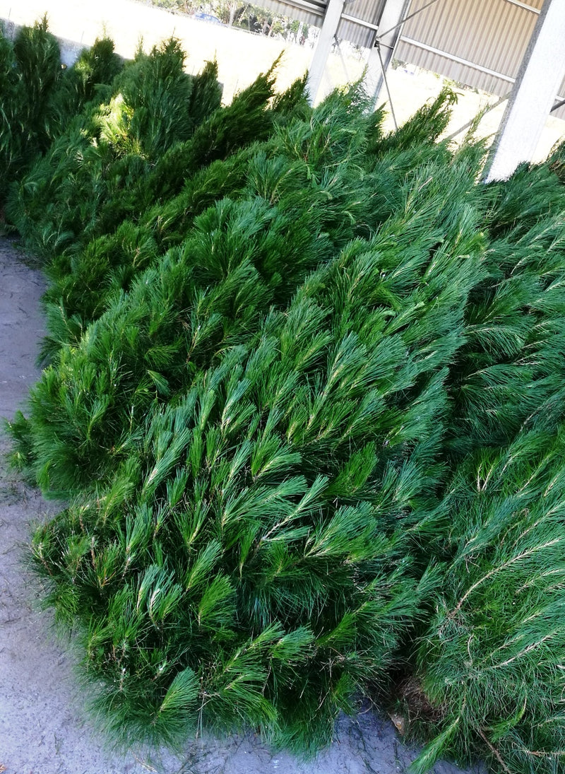 Christmas Tree 6-7' Pickup