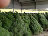 Christmas Tree 6-7' Pickup