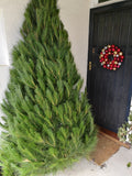 Christmas Tree 5-6' + Delivery