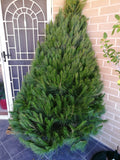Christmas Tree 5-6' + Delivery