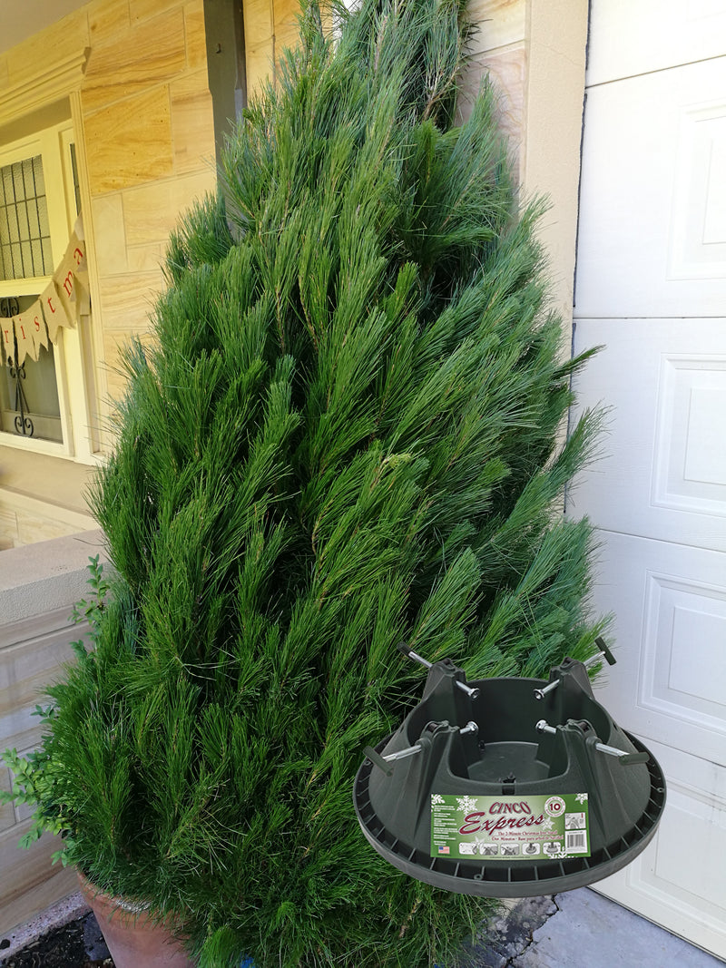 Bundle Offer SAVE $20 - 6-7' Christmas Tree, Large Cinco Stand Plus Delivery