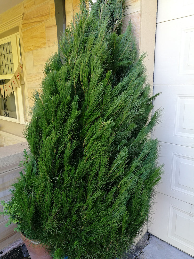 Christmas Tree 5-6' + Delivery