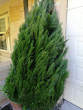 Christmas Tree 6-7' + Delivery