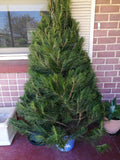 Christmas Tree 5-6' + Delivery