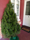 Christmas Tree 5-6' + Delivery