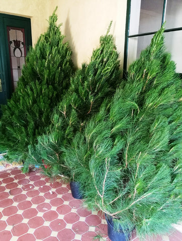 Christmas Tree 6-7' + Delivery