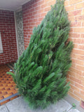 Christmas Tree 5-6' + Delivery
