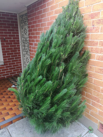 Christmas Tree 5-6' + Delivery