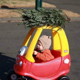 Christmas Tree 5-6' Pickup
