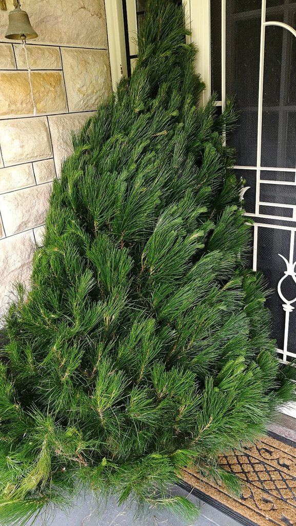 ADDITIONAL Christmas Tree 5-6' for Delivery