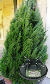 Bundle Offer SAVE $20 - 6-7' Christmas Tree, Large Cinco Stand Plus Delivery