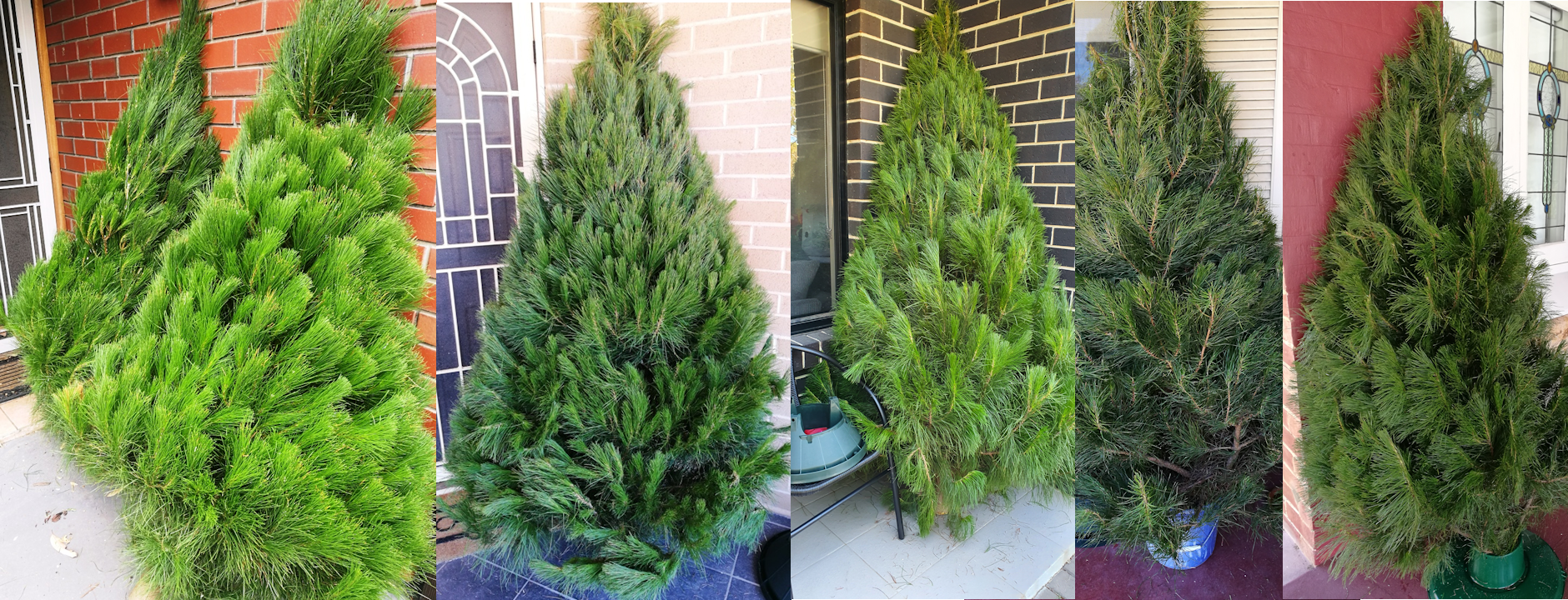 Adelaide Hills Christmas Trees