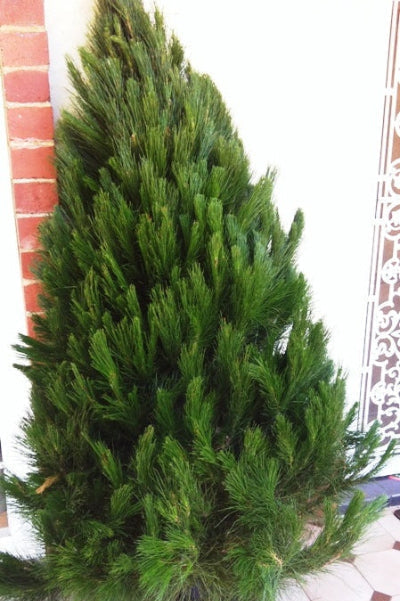 Additional Christmas Tree 6-7' for Delivery