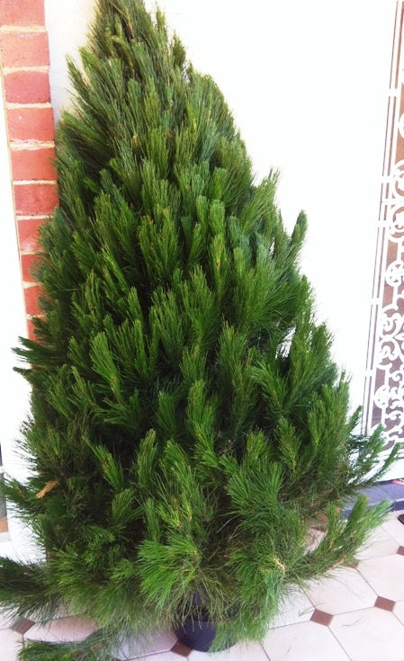 Christmas Tree 5-6' + Delivery