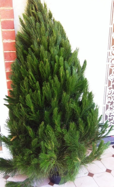 Additional Christmas Tree 5-6' for Delivery
