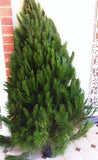 Additional Christmas Tree 5-6' for Delivery