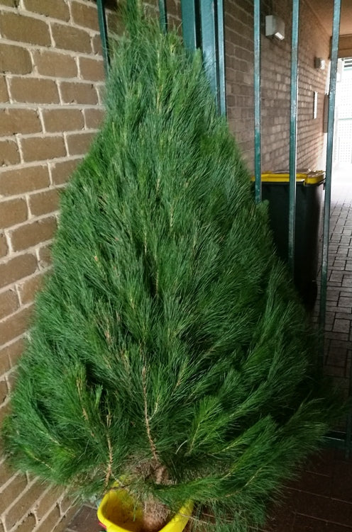 Christmas Tree 5-6' + Delivery