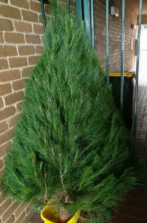 Additional Christmas Tree 6-7' for Delivery