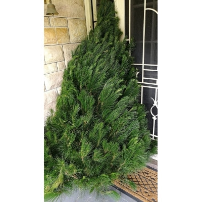 Additional Christmas Tree 6-7' for Delivery