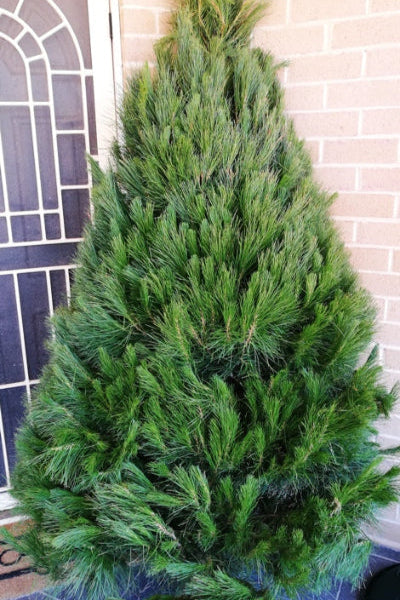 Bundle Offer - Christmas Tree 6-7' + Stand + Delivery