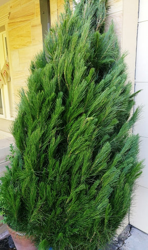 Christmas Tree 6-7' + Delivery