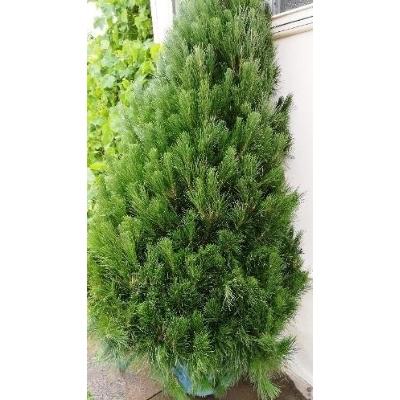 Christmas Tree 6-7' + Delivery