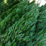 Christmas Tree 5-6' Pickup